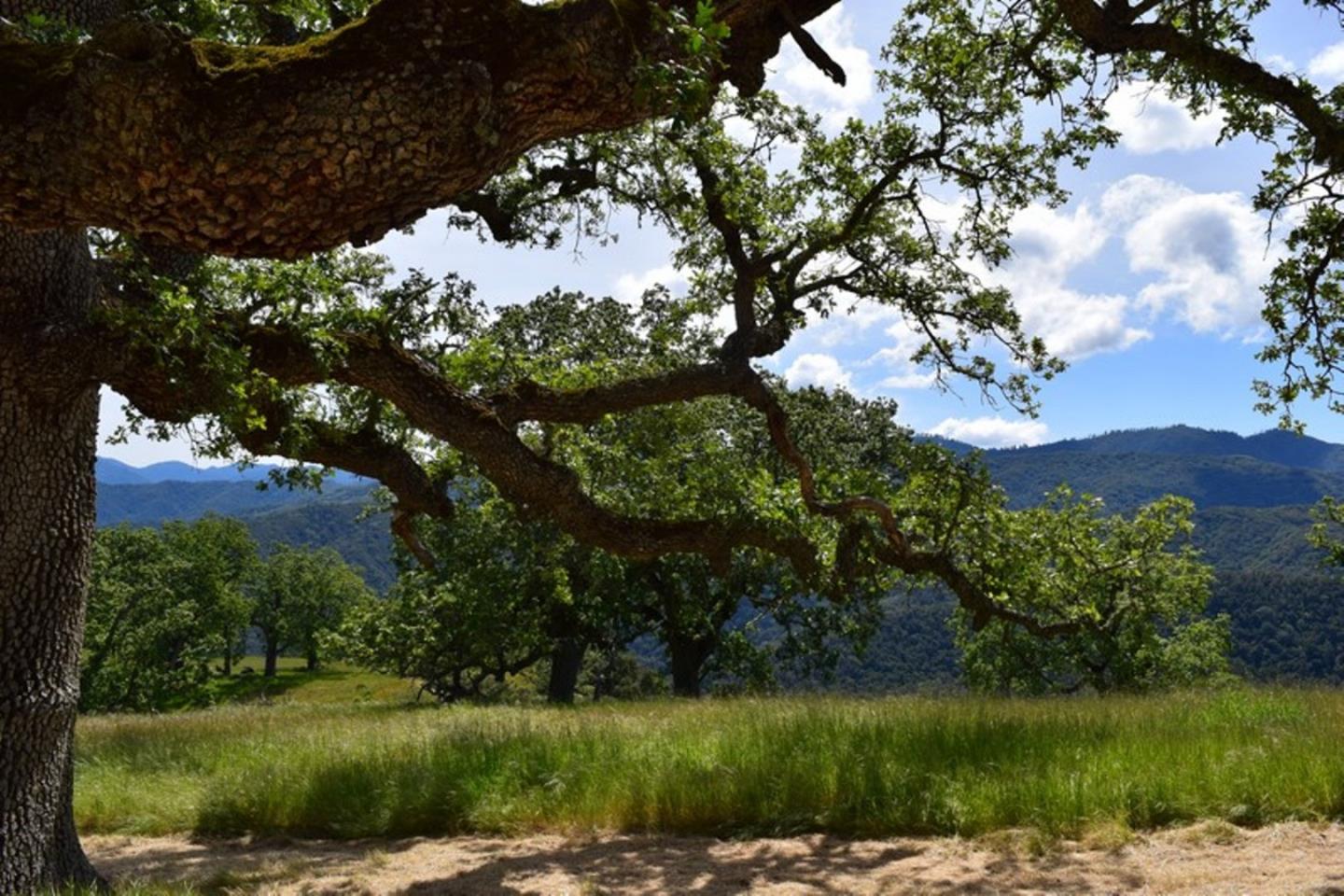 13 Long Ridge Trail, CARMEL, California 93923, ,Lots And Land,For Sale,Long Ridge Trail,40963599