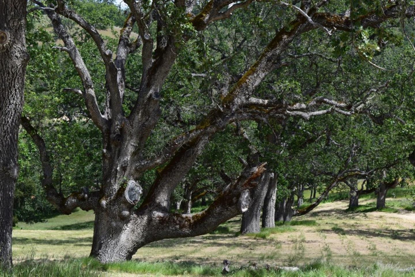 13 Long Ridge Trail, CARMEL, California 93923, ,Lots And Land,For Sale,Long Ridge Trail,40963599