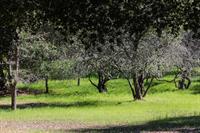 14521 Quito Road, SARATOGA, California 95070, ,Lots And Land,For Sale,Quito Road,40962197