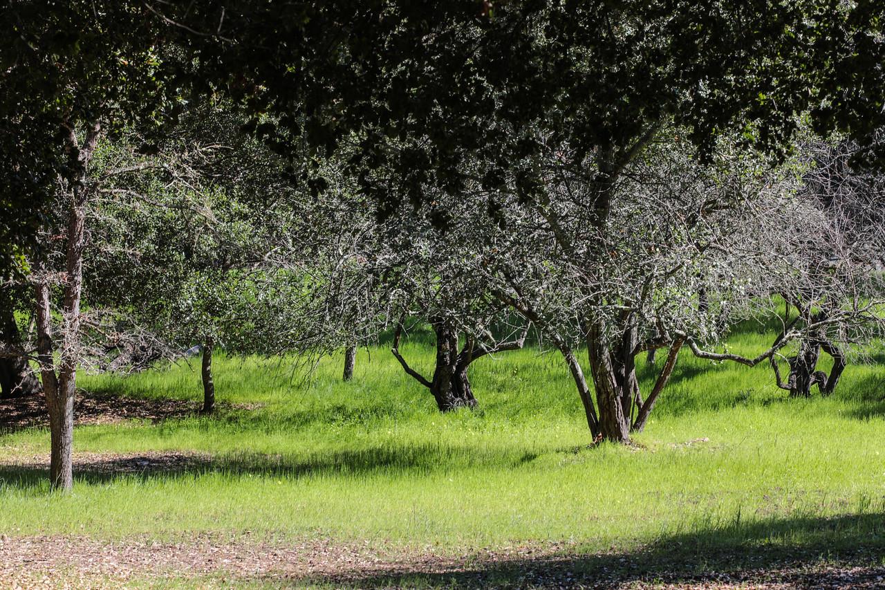 14521 Quito Road, SARATOGA, California 95070, ,Lots And Land,For Sale,Quito Road,40962197