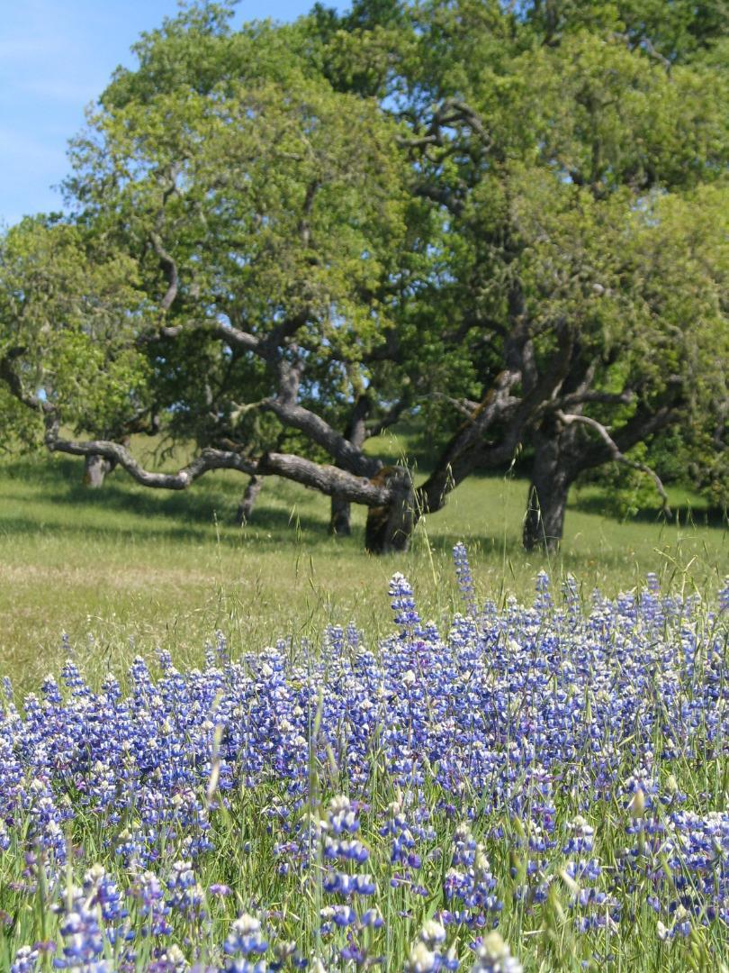 0 EAST CARMEL VALLEY ROAD, CARMEL VALLEY, California 93924, ,Lots And Land,For Sale,EAST CARMEL VALLEY ROAD,40962170