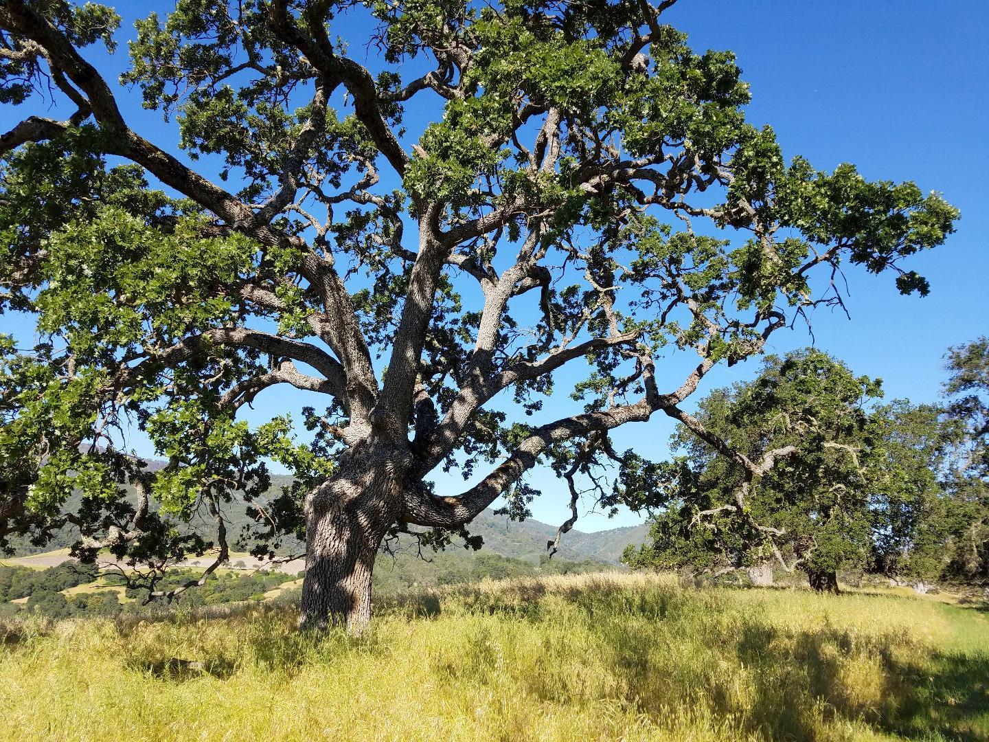 0 EAST CARMEL VALLEY ROAD, CARMEL VALLEY, California 93924, ,Lots And Land,For Sale,EAST CARMEL VALLEY ROAD,40962170