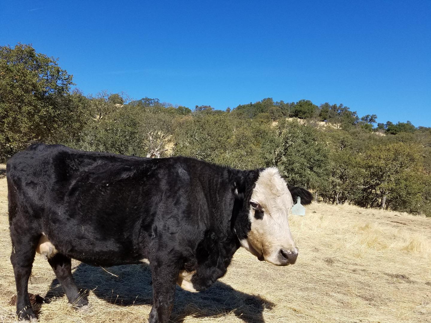 0 EAST CARMEL VALLEY ROAD, CARMEL VALLEY, California 93924, ,Lots And Land,For Sale,EAST CARMEL VALLEY ROAD,40962170