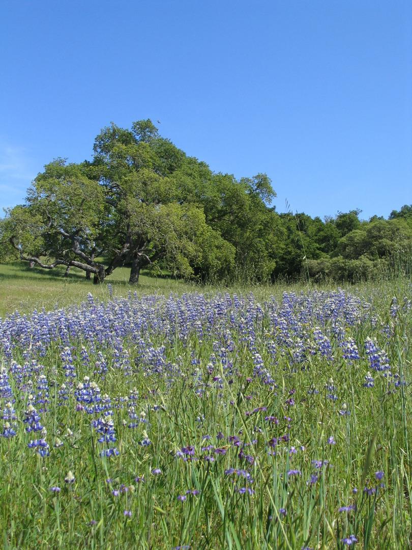 0 EAST CARMEL VALLEY ROAD, CARMEL VALLEY, California 93924, ,Lots And Land,For Sale,EAST CARMEL VALLEY ROAD,40962170
