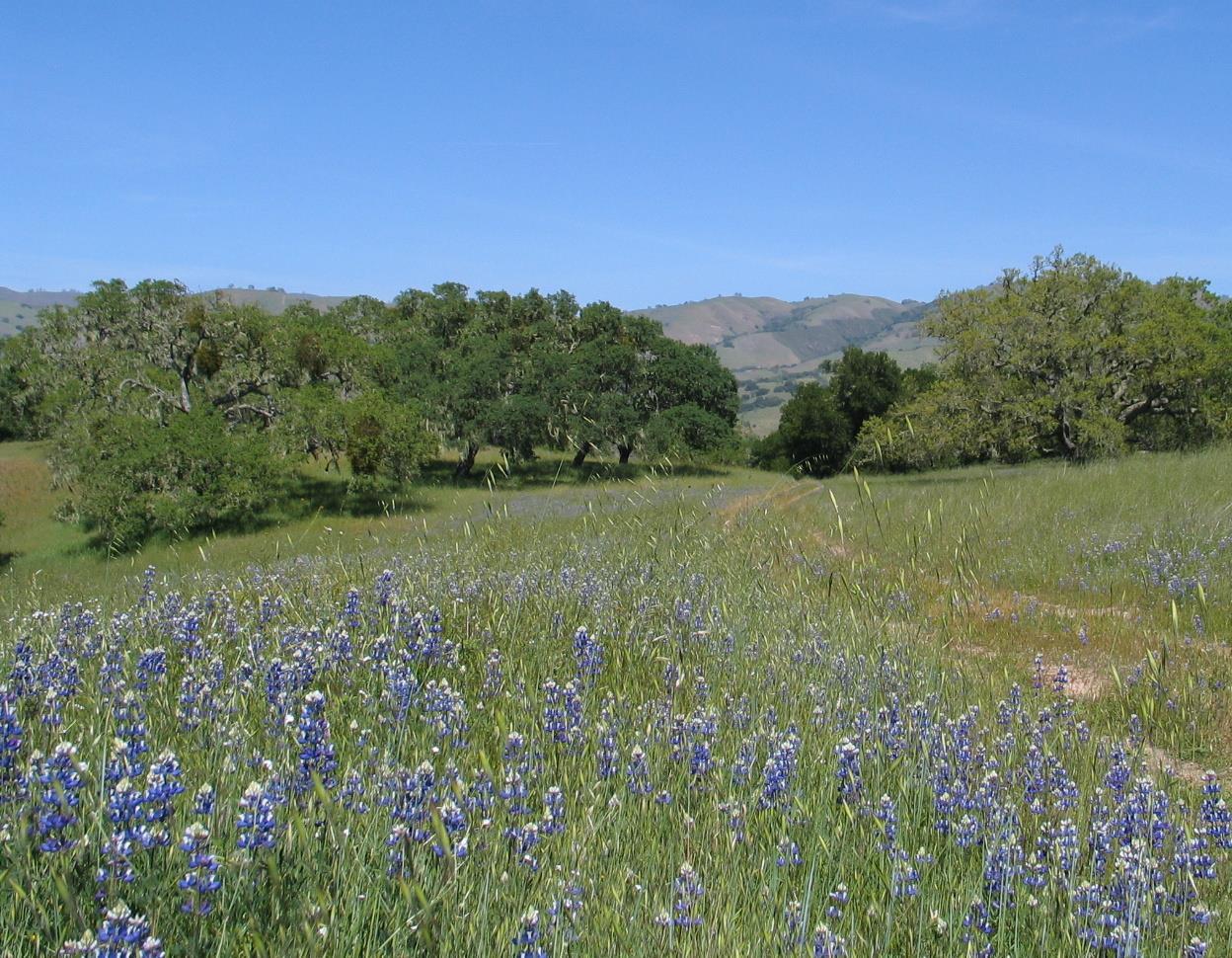 0 EAST CARMEL VALLEY ROAD, CARMEL VALLEY, California 93924, ,Lots And Land,For Sale,EAST CARMEL VALLEY ROAD,40962170