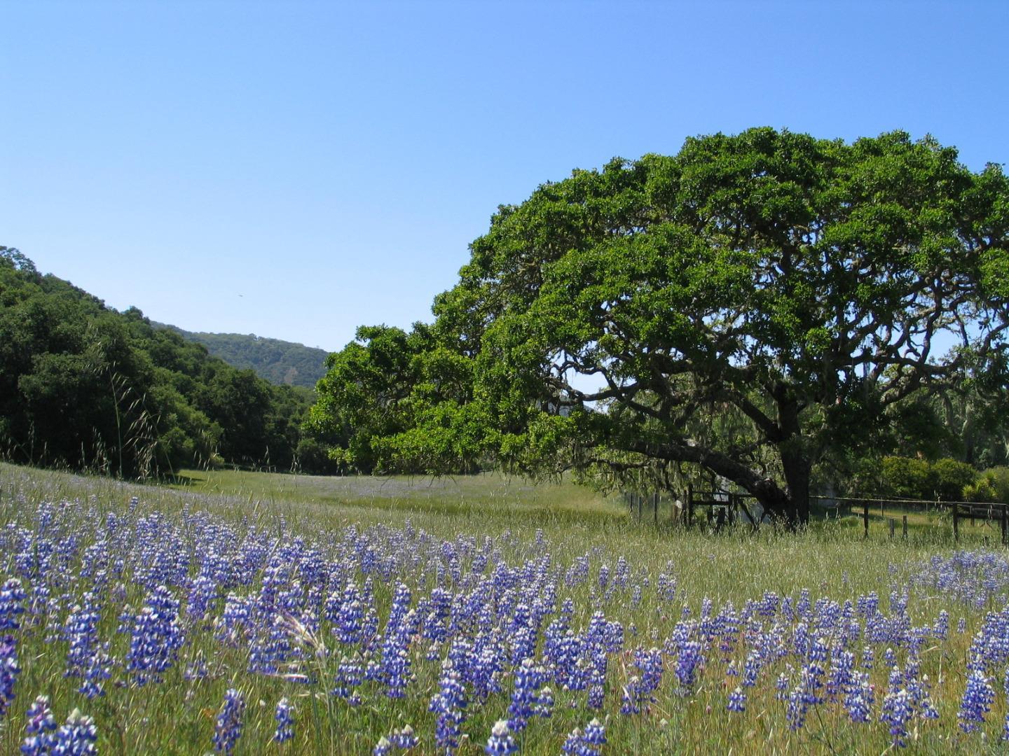 0 EAST CARMEL VALLEY ROAD, CARMEL VALLEY, California 93924, ,Lots And Land,For Sale,EAST CARMEL VALLEY ROAD,40962170