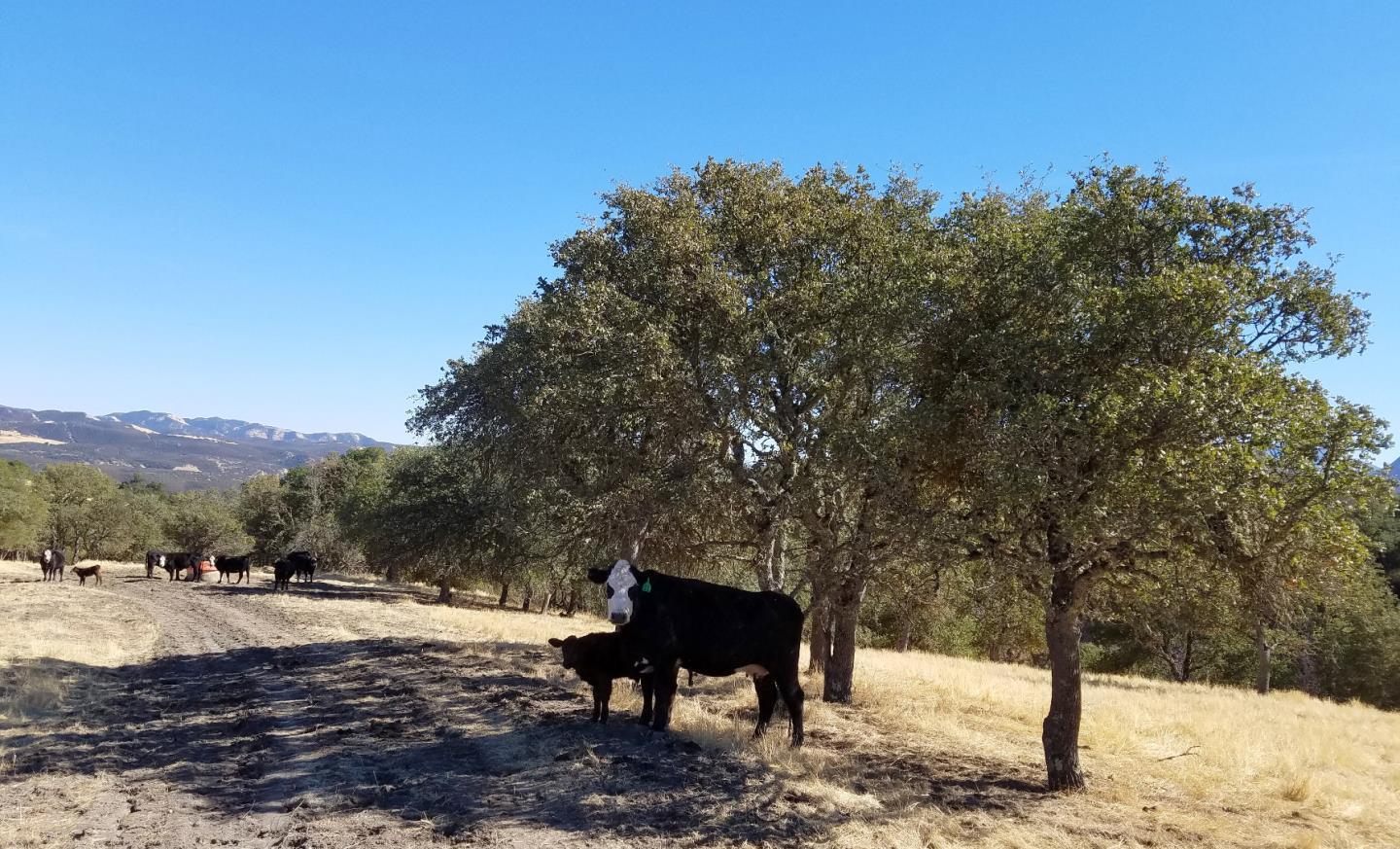 0 EAST CARMEL VALLEY ROAD, CARMEL VALLEY, California 93924, ,Lots And Land,For Sale,EAST CARMEL VALLEY ROAD,40962170
