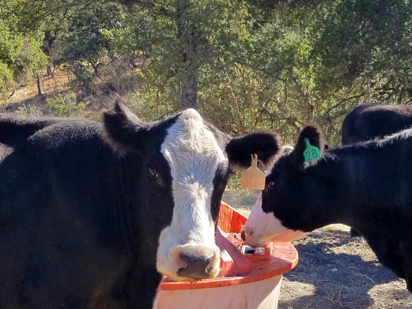 0 EAST CARMEL VALLEY ROAD, CARMEL VALLEY, California 93924, ,Lots And Land,For Sale,EAST CARMEL VALLEY ROAD,40962170