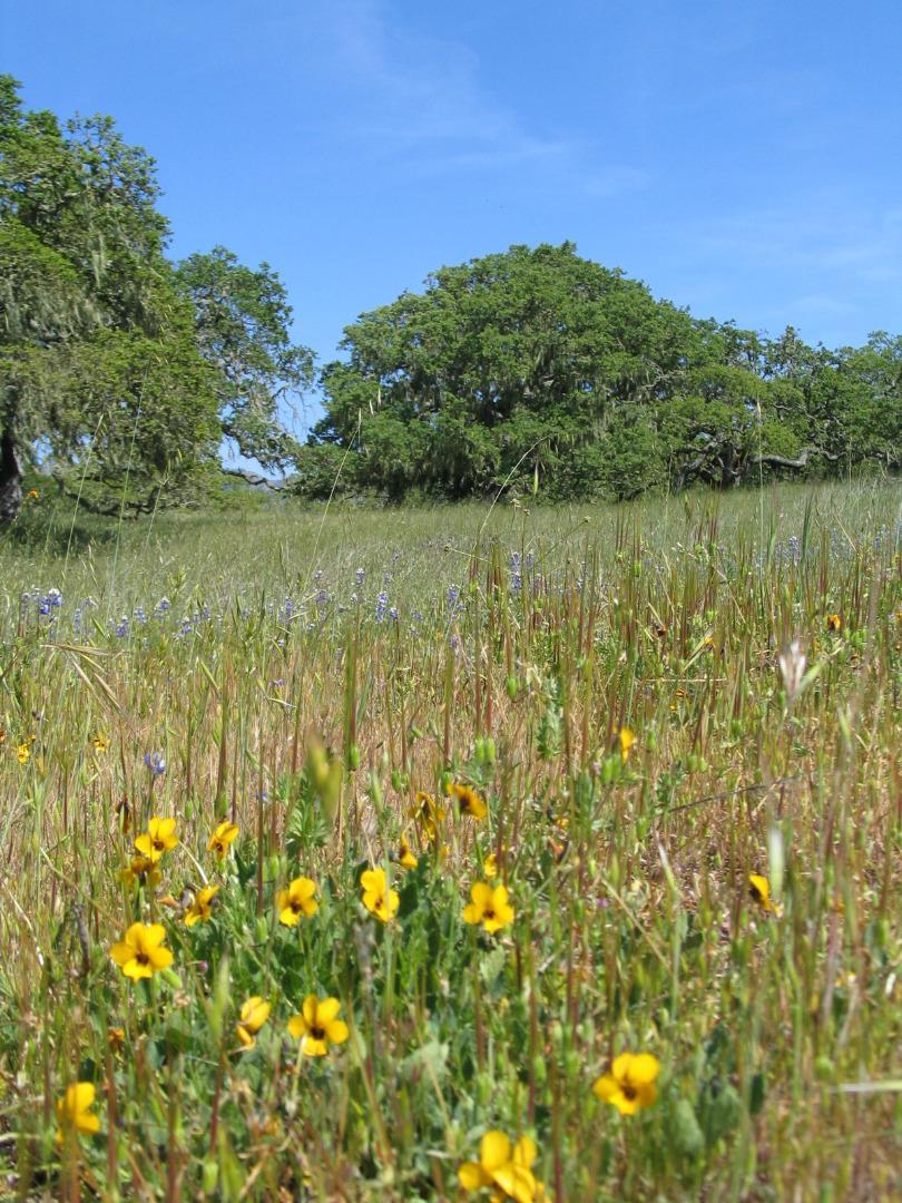 0 EAST CARMEL VALLEY ROAD, CARMEL VALLEY, California 93924, ,Lots And Land,For Sale,EAST CARMEL VALLEY ROAD,40962170