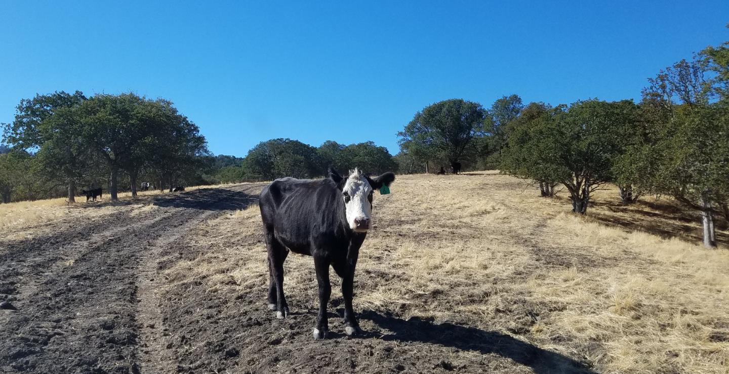 0 EAST CARMEL VALLEY ROAD, CARMEL VALLEY, California 93924, ,Lots And Land,For Sale,EAST CARMEL VALLEY ROAD,40962170