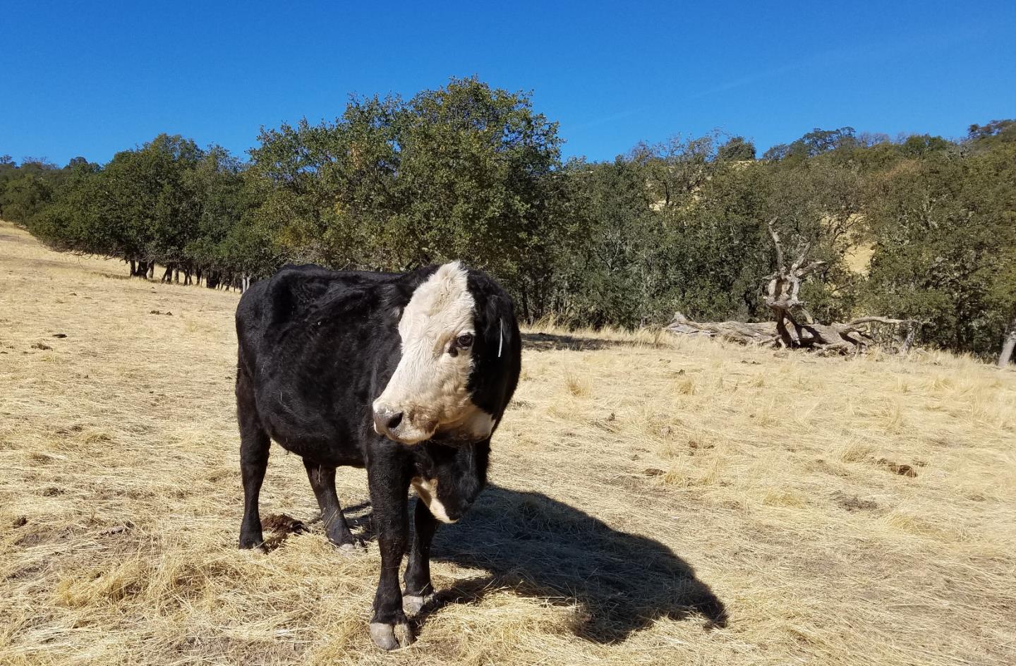 0 EAST CARMEL VALLEY ROAD, CARMEL VALLEY, California 93924, ,Lots And Land,For Sale,EAST CARMEL VALLEY ROAD,40962170