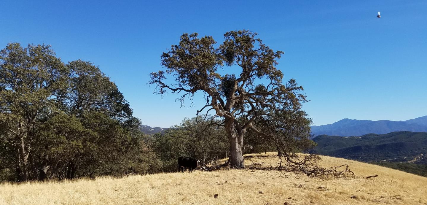 0 EAST CARMEL VALLEY ROAD, CARMEL VALLEY, California 93924, ,Lots And Land,For Sale,EAST CARMEL VALLEY ROAD,40962170