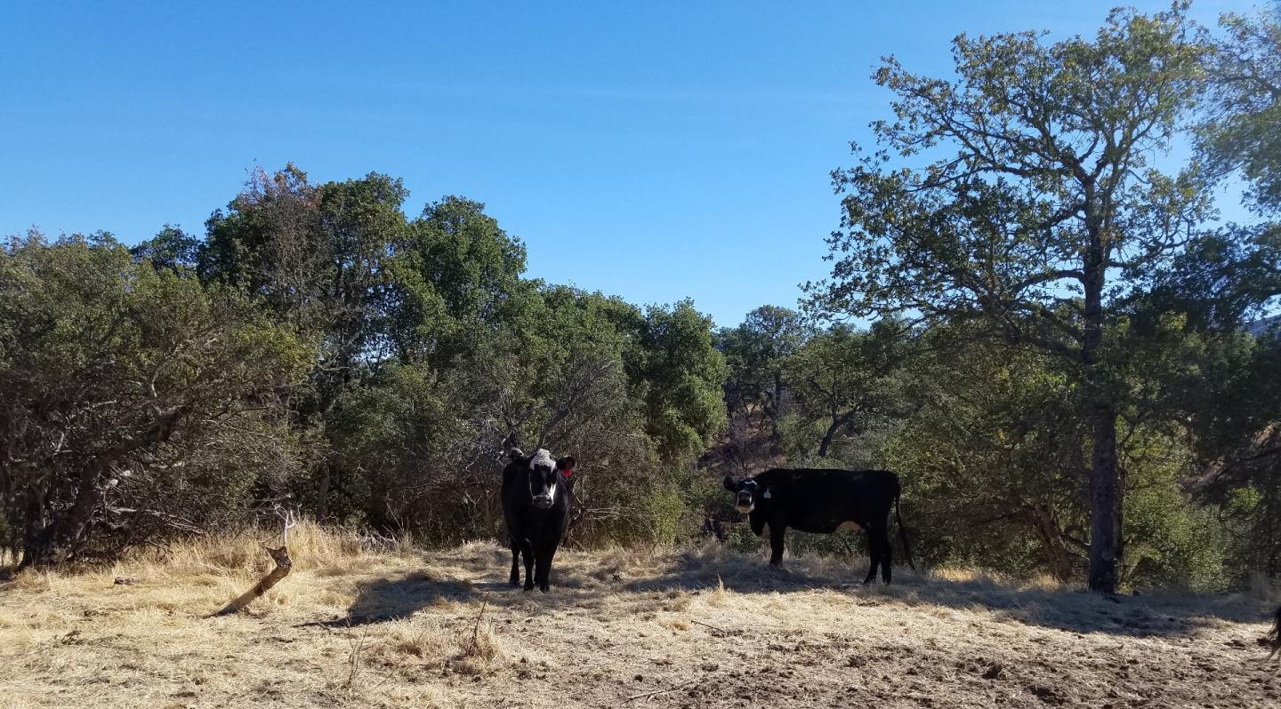 0 EAST CARMEL VALLEY ROAD, CARMEL VALLEY, California 93924, ,Lots And Land,For Sale,EAST CARMEL VALLEY ROAD,40962170