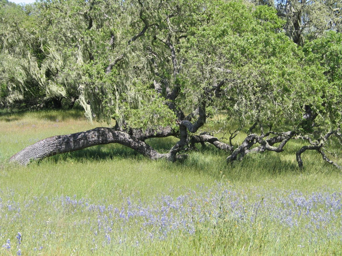 0 EAST CARMEL VALLEY ROAD, CARMEL VALLEY, California 93924, ,Lots And Land,For Sale,EAST CARMEL VALLEY ROAD,40962170