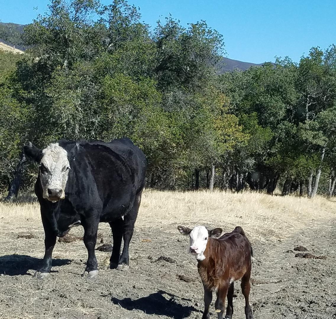 0 EAST CARMEL VALLEY ROAD, CARMEL VALLEY, California 93924, ,Lots And Land,For Sale,EAST CARMEL VALLEY ROAD,40962170