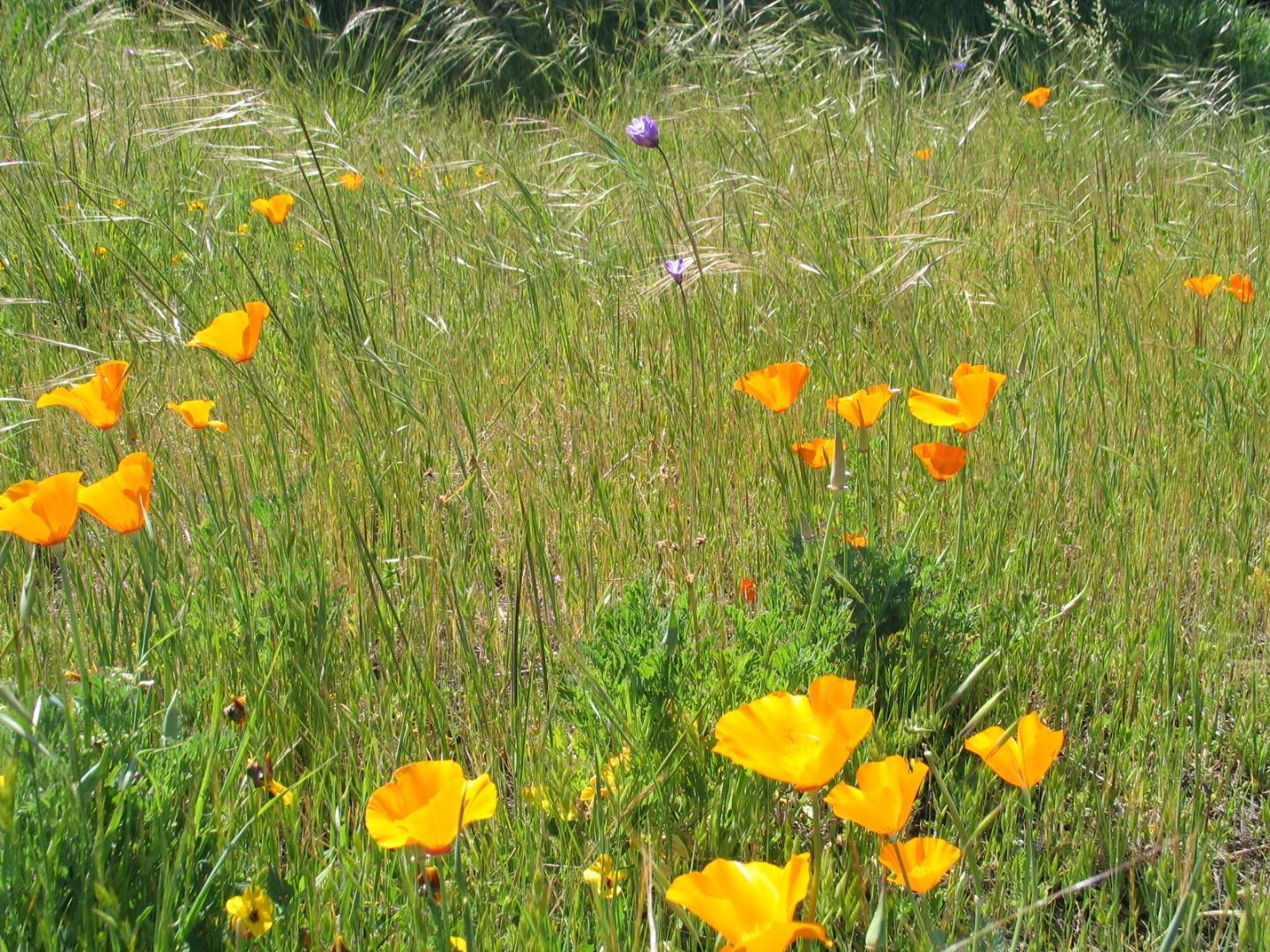 0 EAST CARMEL VALLEY ROAD, CARMEL VALLEY, California 93924, ,Lots And Land,For Sale,EAST CARMEL VALLEY ROAD,40962170