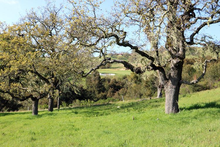 24 Pronghorn Run, CARMEL, California 93923, ,Lots And Land,For Sale,Pronghorn Run,40963600