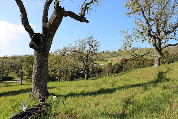 24 Pronghorn Run, CARMEL, California 93923, ,Lots And Land,For Sale,Pronghorn Run,40963600