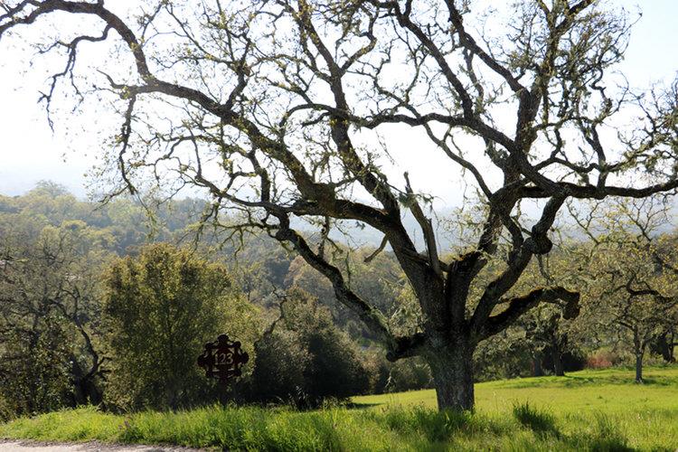 24 Pronghorn Run, CARMEL, California 93923, ,Lots And Land,For Sale,Pronghorn Run,40963600
