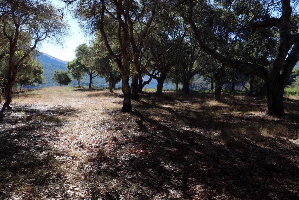 4 Holding Field Run, CARMEL, California 93923, ,Lots And Land,For Sale,Holding Field Run,40963336