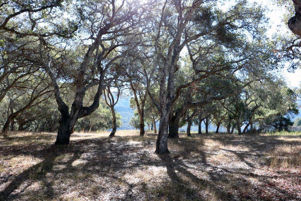 4 Holding Field Run, CARMEL, California 93923, ,Lots And Land,For Sale,Holding Field Run,40963336