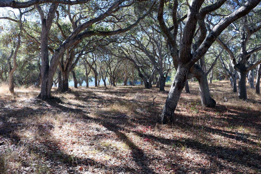 4 Holding Field Run, CARMEL, California 93923, ,Lots And Land,For Sale,Holding Field Run,40963336