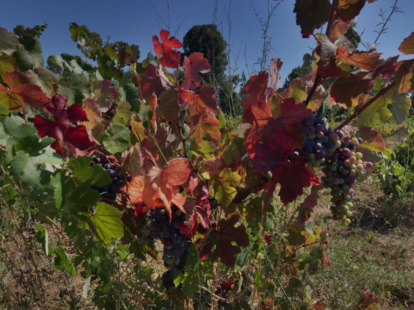 8265 A Watsonville Road, GILROY, California 95020, ,Lots And Land,For Sale,Watsonville Road,40963059