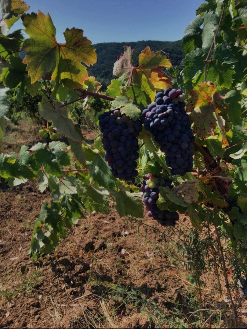 8265 A Watsonville Road, GILROY, California 95020, ,Lots And Land,For Sale,Watsonville Road,40963059