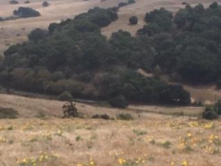 00 Cannon Road, AROMAS, California 95004, ,Lots And Land,For Sale,Cannon Road,40964847