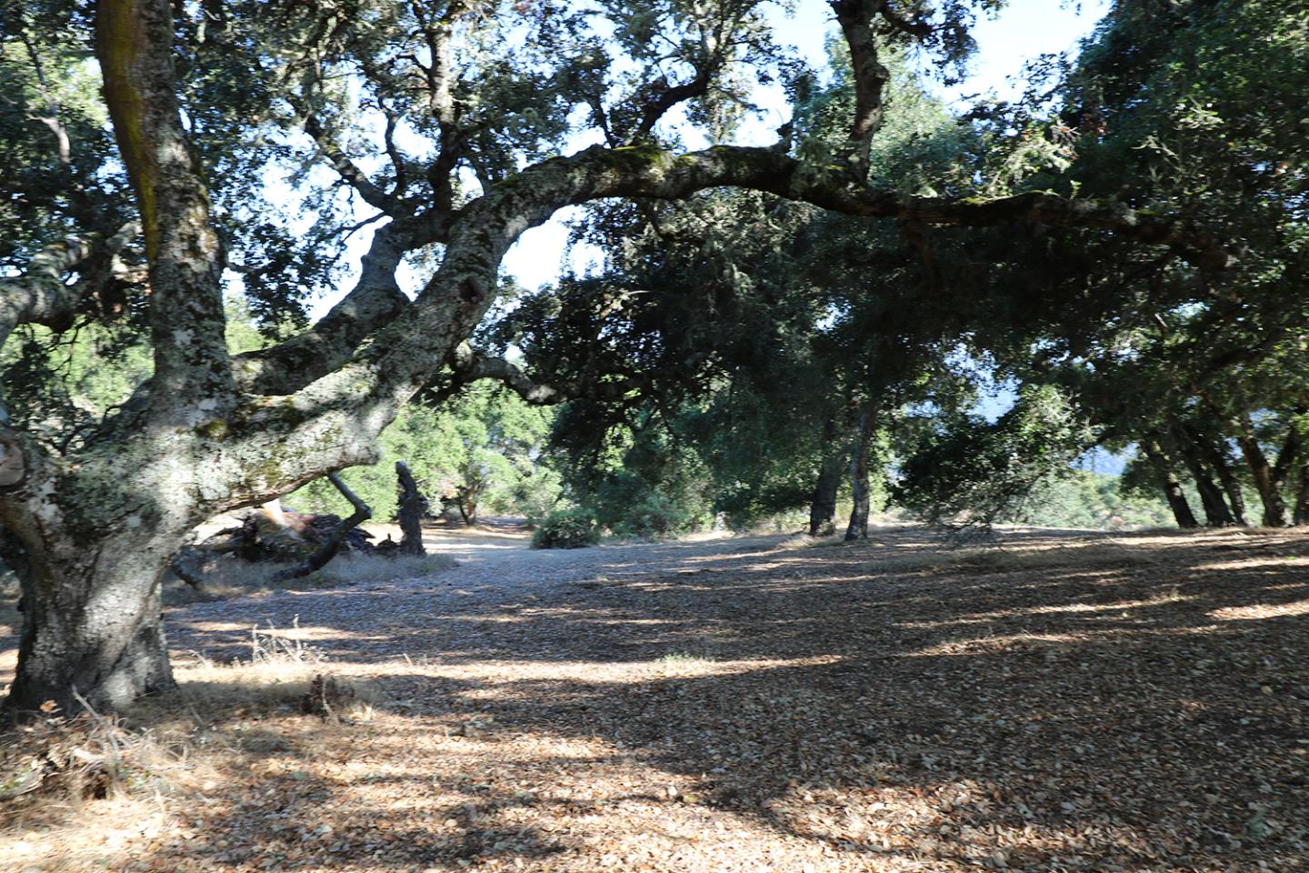 57 Chamisal Pass, CARMEL, California 93923, ,Lots And Land,For Sale,Chamisal Pass,40963158