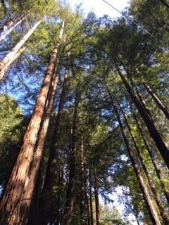 0 Zayante Drive, FELTON, California 95018, ,Lots And Land,For Sale,Zayante Drive,40963388