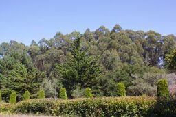 186 Dans Drive, LA SELVA BEACH, California 95076, ,Lots And Land,For Sale,Dans Drive,40962261