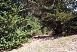 186 Dans Drive, LA SELVA BEACH, California 95076, ,Lots And Land,For Sale,Dans Drive,40962261