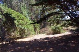 186 Dans Drive, LA SELVA BEACH, California 95076, ,Lots And Land,For Sale,Dans Drive,40962261