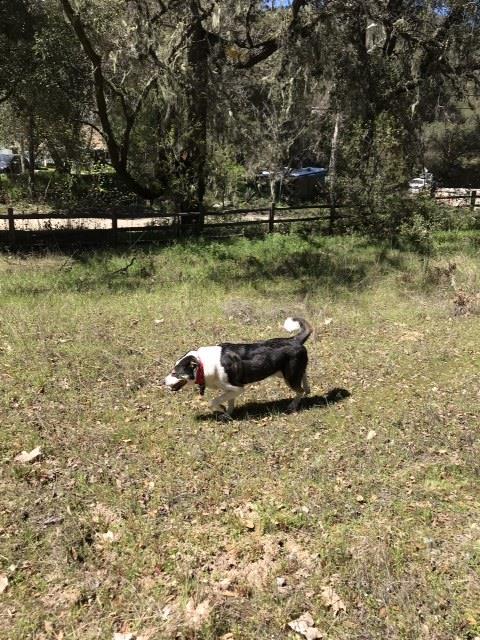 0 Tassajara Road, CARMEL VALLEY, California 93924, ,Lots And Land,For Sale,Tassajara Road,40961990