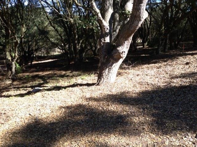 39 Bayview Road, CASTROVILLE, California 95012, ,Lots And Land,For Sale,Bayview Road,40962354