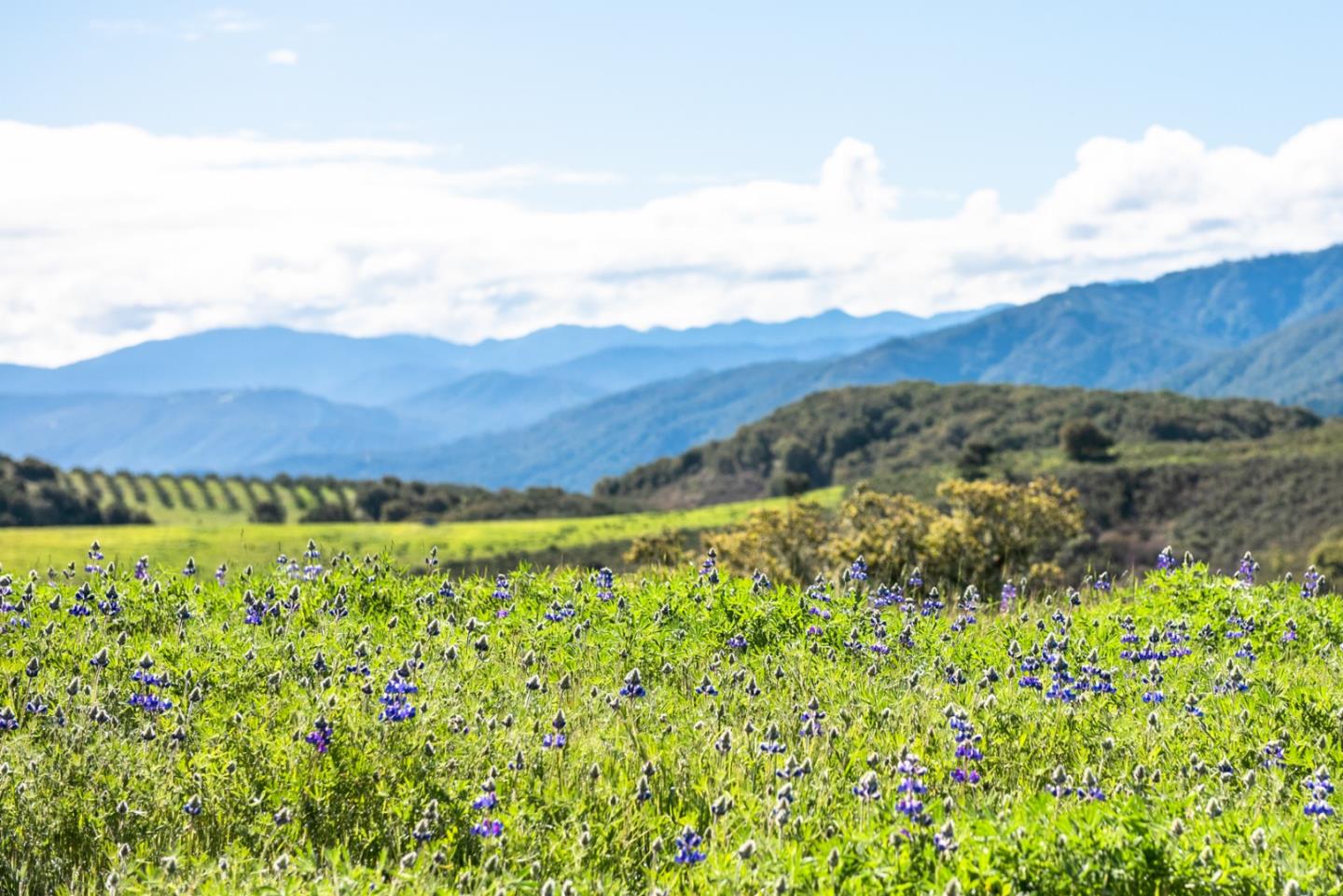 10190 Calle De Robles, CARMEL VALLEY, California 93924, ,Lots And Land,For Sale,Calle De Robles,40962291