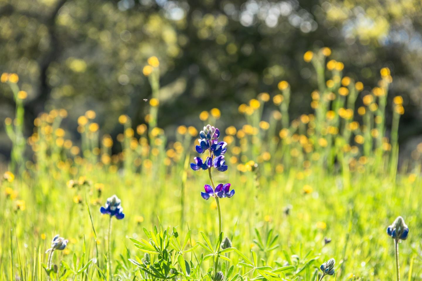 10190 Calle De Robles, CARMEL VALLEY, California 93924, ,Lots And Land,For Sale,Calle De Robles,40962291