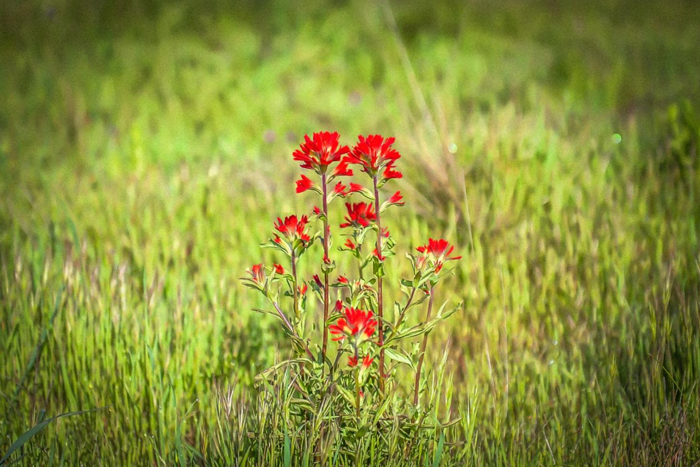 10190 Calle De Robles, CARMEL VALLEY, California 93924, ,Lots And Land,For Sale,Calle De Robles,40962291