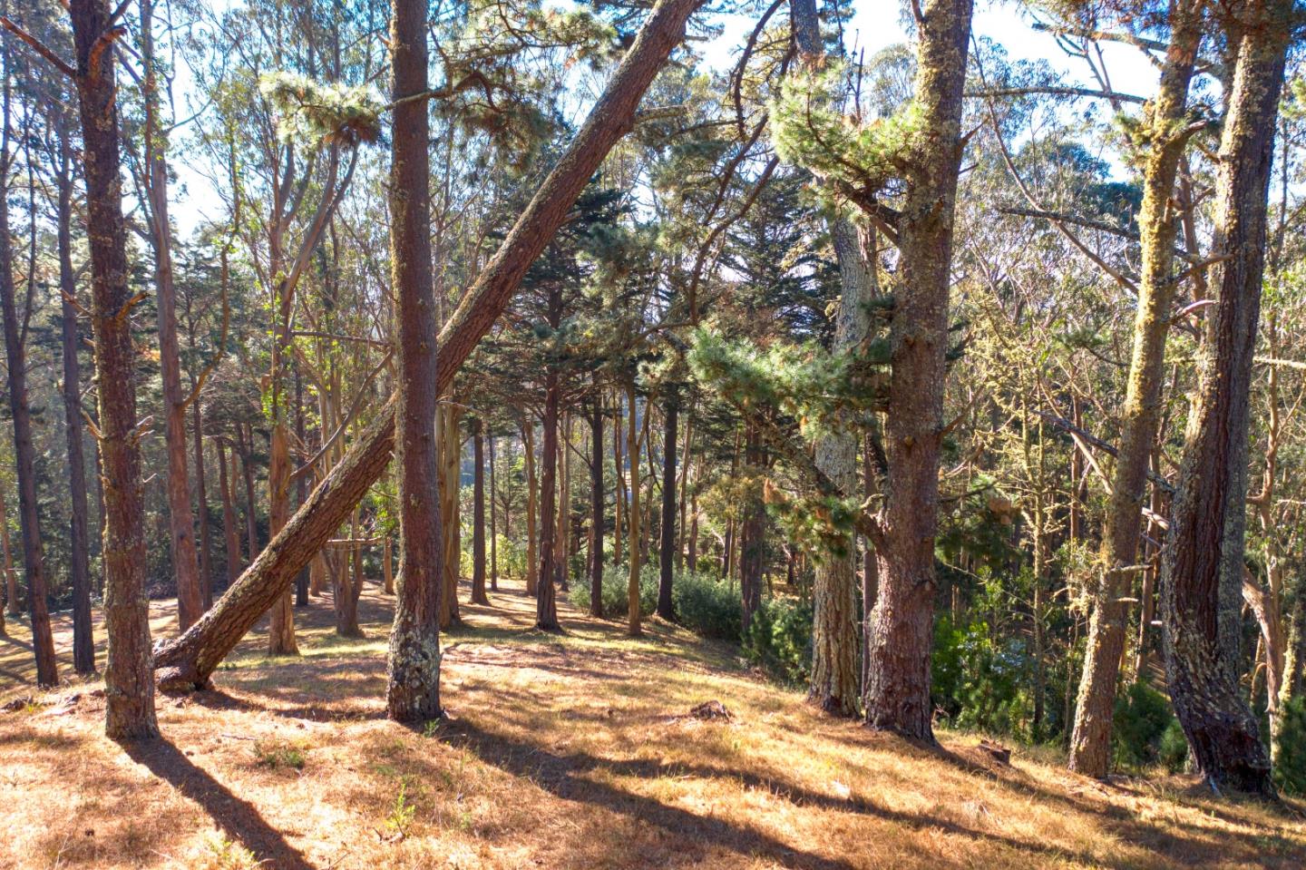 40 Bay View Road, MONTARA, California 94037, ,Lots And Land,For Sale,Bay View Road,40963818