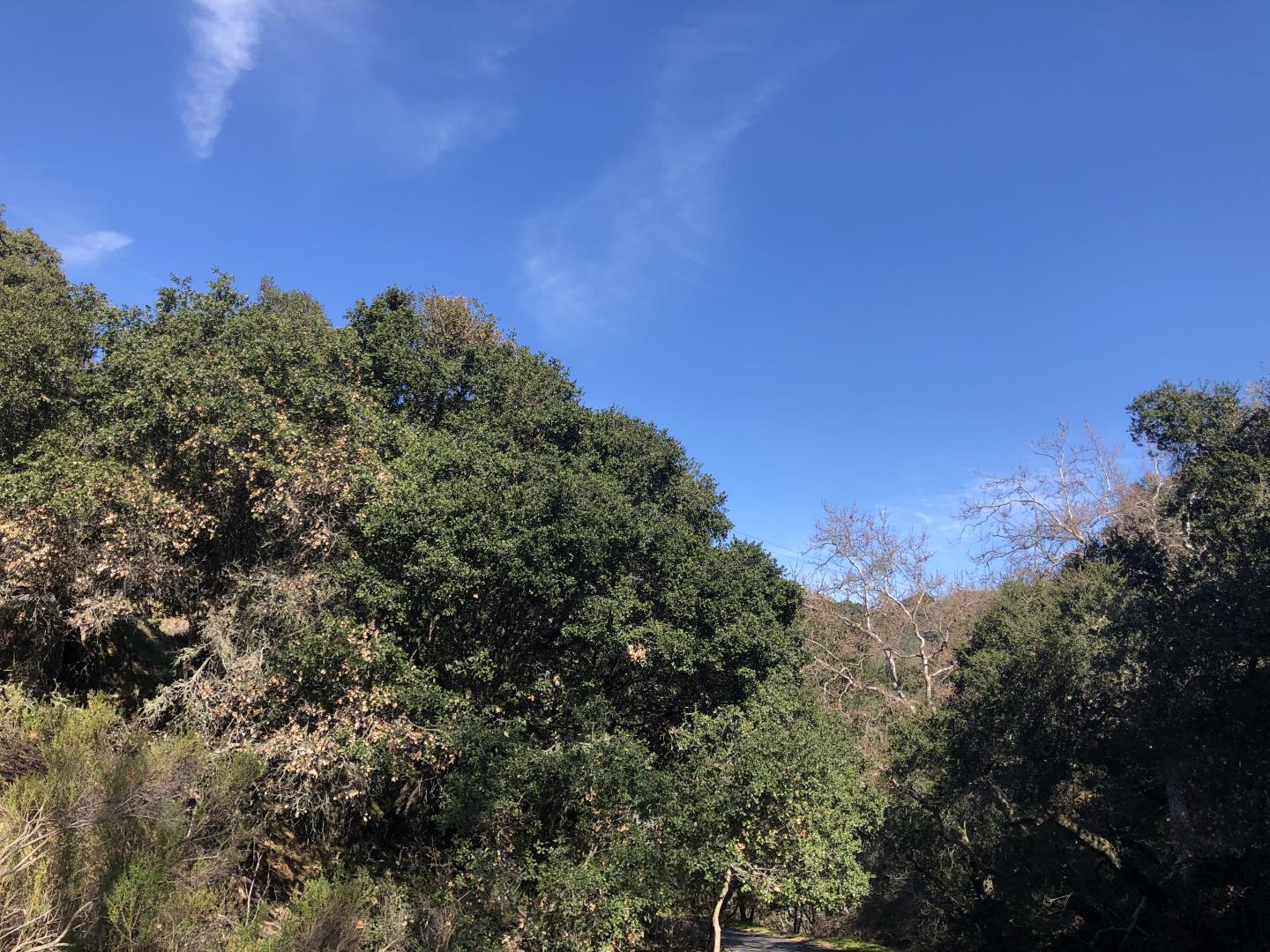 2925 Quinn Canyon Road, SAN JUAN BAUTISTA, California 95045, ,Lots And Land,For Sale,Quinn Canyon Road,40963288