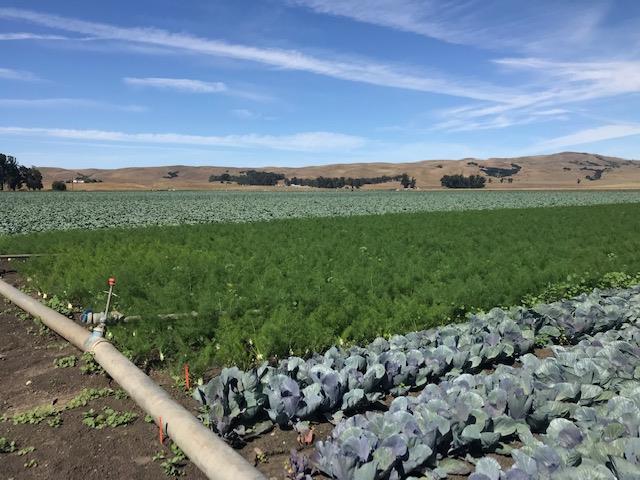 0 Brookhollow Road, HOLLISTER, California 95023, ,Lots And Land,For Sale,Brookhollow Road,40963406