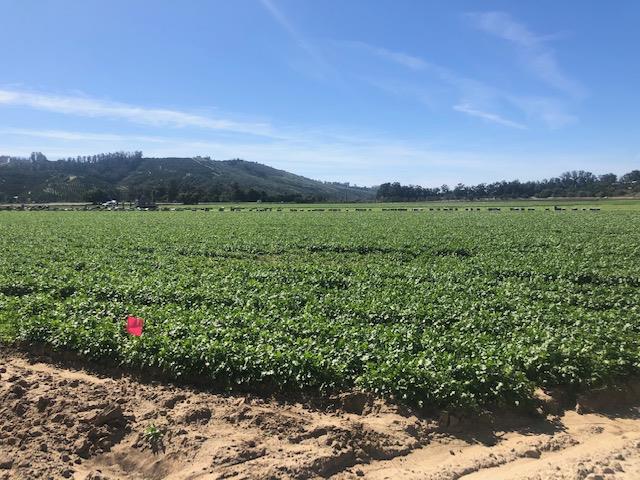 0 Los Angeles Avenue, OTHER - SEE REMARKS, California 93021, ,Comm Lots And Land,For Sale,Los Angeles Avenue,40962351