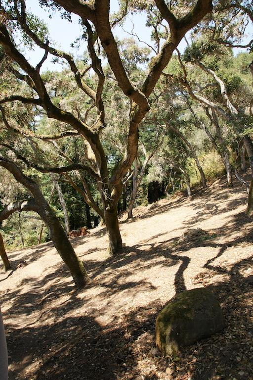 0 Robinson Canyon Road, CARMEL VALLEY, California 93923, ,Lots And Land,For Sale,Robinson Canyon Road,40963254
