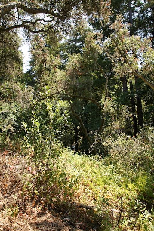 0 Robinson Canyon Road, CARMEL VALLEY, California 93923, ,Lots And Land,For Sale,Robinson Canyon Road,40963254