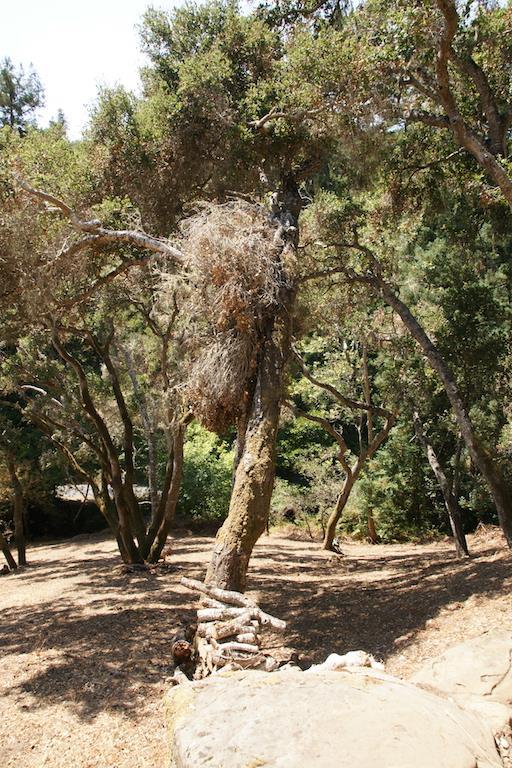 0 Robinson Canyon Road, CARMEL VALLEY, California 93923, ,Lots And Land,For Sale,Robinson Canyon Road,40963254