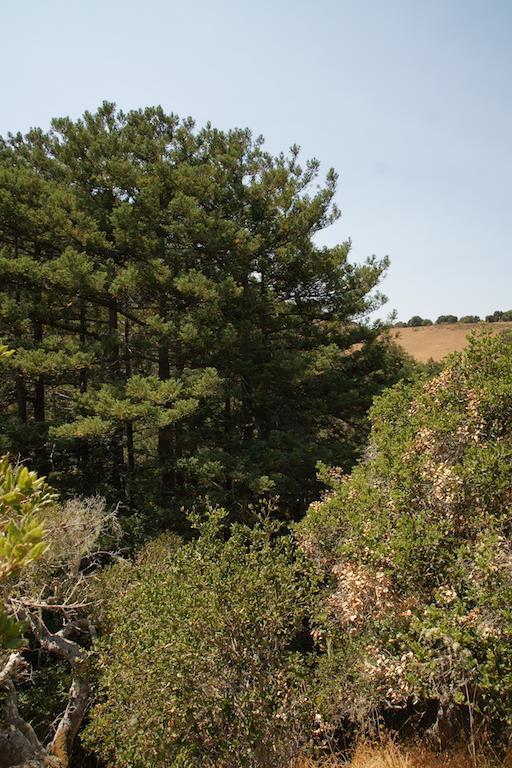 0 Robinson Canyon Road, CARMEL VALLEY, California 93923, ,Lots And Land,For Sale,Robinson Canyon Road,40963254