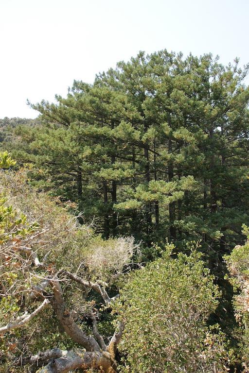 0 Robinson Canyon Road, CARMEL VALLEY, California 93923, ,Lots And Land,For Sale,Robinson Canyon Road,40963254