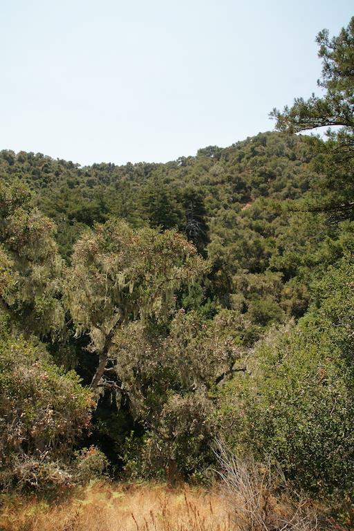 0 Robinson Canyon Road, CARMEL VALLEY, California 93923, ,Lots And Land,For Sale,Robinson Canyon Road,40963254