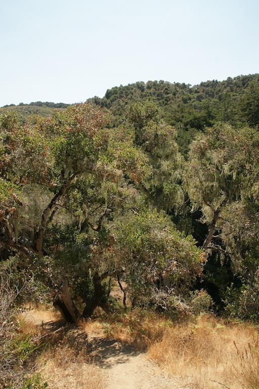 0 Robinson Canyon Road, CARMEL VALLEY, California 93923, ,Lots And Land,For Sale,Robinson Canyon Road,40963254